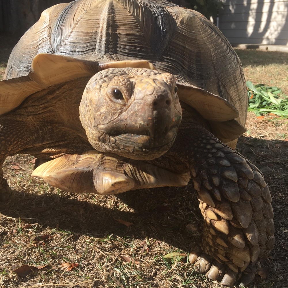 I sell my stuff to feed my tortoise.